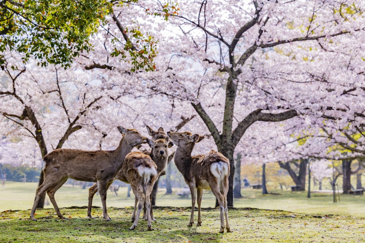 Nara Deer Park