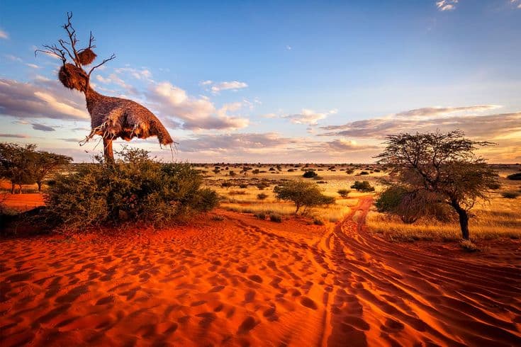 Kalahari Desert